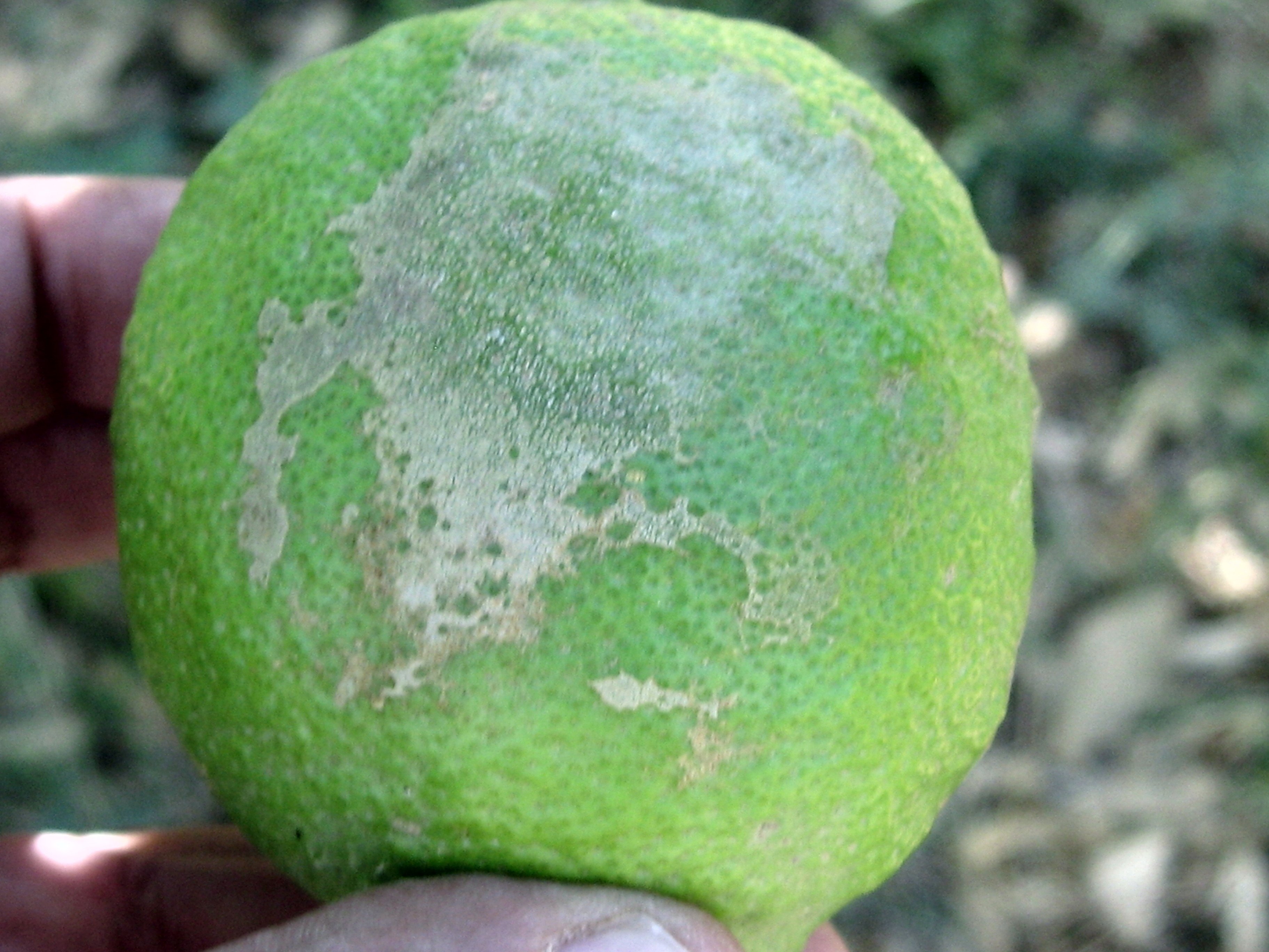 Thrips Biovision Home.